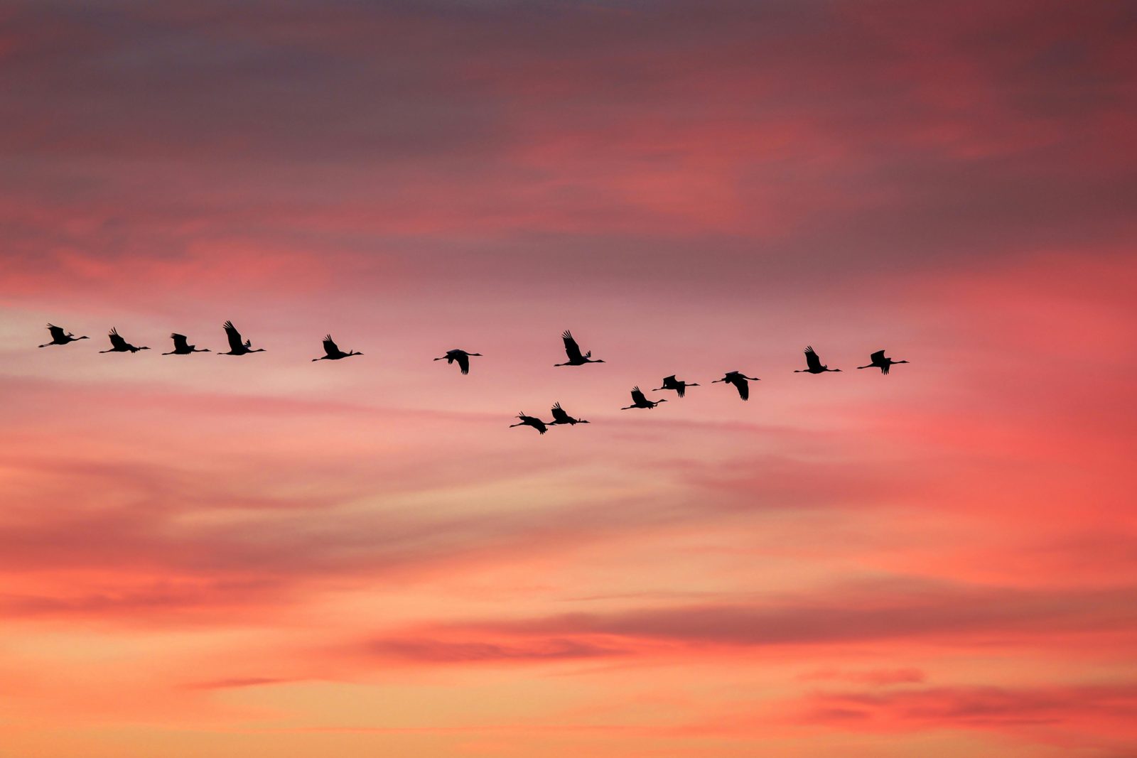 Des oiseaux en vol dans un ciel rose